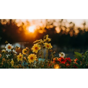 Azienda Agricola Villa Prati Bagnacavallo (RA)